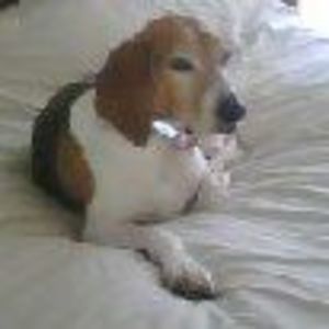 Meet your Posher, Bonnie